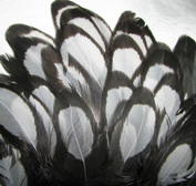 ������� ���� Hen feathers BLW ������ �����